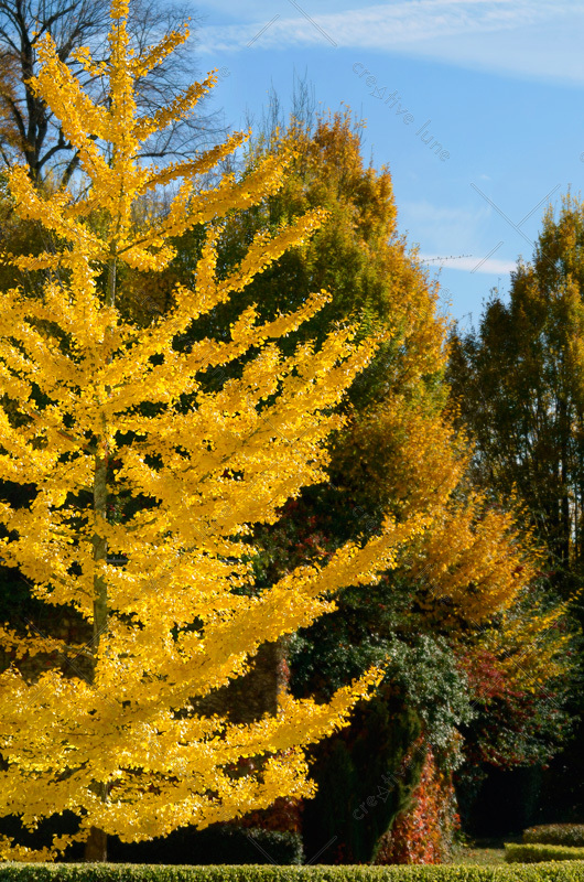 Ginkgo biloba en automne – Image 2