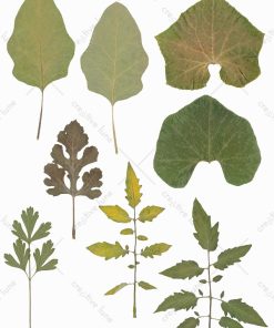 Alternative view of Herbier Légumes du potager