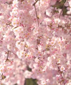Alternative view of Cerisier du Japon au printemps, lot de 3 photographies