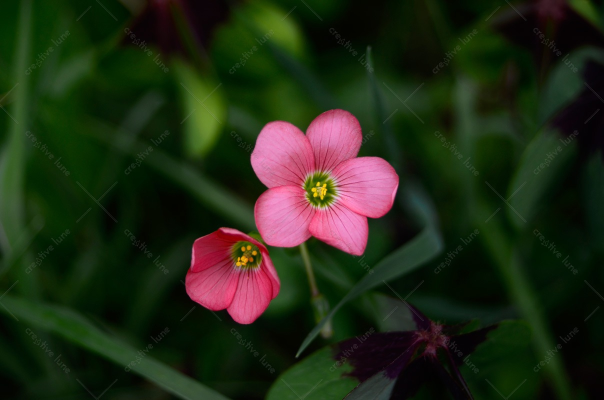 Fleur de printemps : trèfle rose