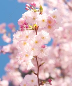 Alternative view of Fleurs de printemps : Cerisier sakura