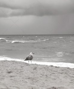 Alternative view of Goéland au bord de l’océan