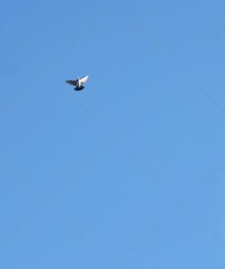 Alternative view of Pigeon et clocher