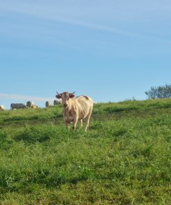 Alternative view of Troupeau de vaches